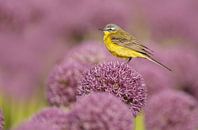 Gelbe Bachstelze auf einer Zwiebelblume von Menno Schaefer Miniaturansicht