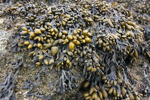 Seaweed