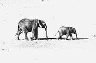 Just the two of you - olifanten van Sharing Wildlife thumbnail