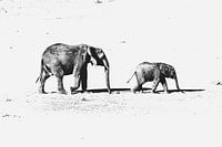 Just the two of you - elephants