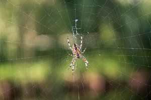 Araignée dans sa toile