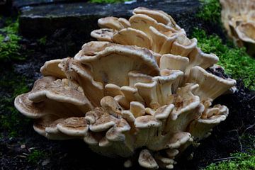 Een groep paddenstoelen van Gerard de Zwaan