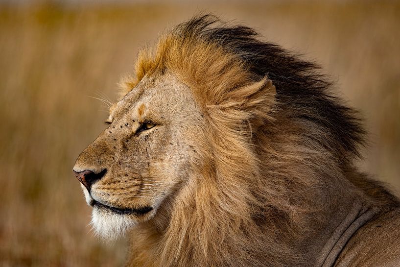 nice Lion by Peter Michel