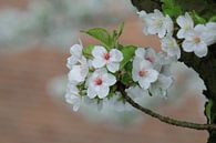 Bloesem (Blossom)  von Ab Donker Miniaturansicht