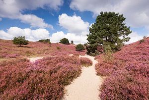 Blooming heath in nature reserve 'De Posbank' sur Rob Kints