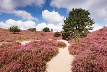 Bloeiende heide in natuurgebied de Posbank