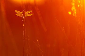 four-stroke dragonfly by Pim Leijen