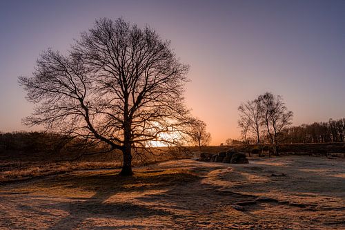 Grand arbre et dolmens au lever du soleil