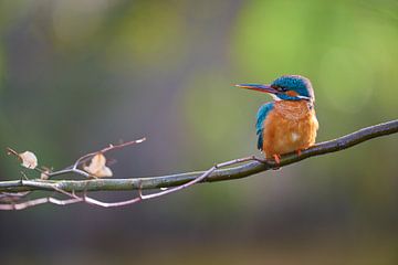 Sundaymorning by Kingfisher.photo - Corné van Oosterhout