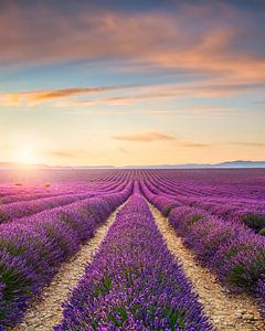 Blühendes Lavendelfeld bei Sonnenuntergang in Valensole, Frankreich