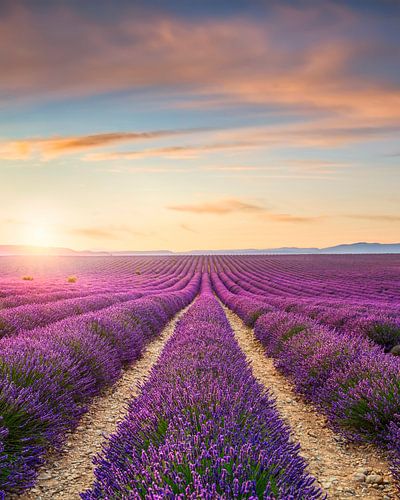 Bloeiend lavendelveld bij zonsondergang in Valensole, Frankrijk