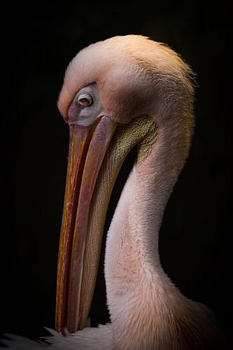 Eleganz in Rosa