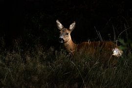 Ree auf dem Veluwezoom von Danny Slijfer Natuurfotografie