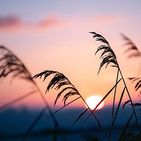 Reed plumes at sunrise by Marika Huisman fotografie