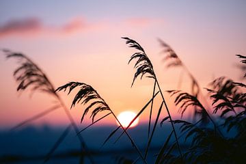 Rietpluimen bij zonsopgang van Marika Huisman⎪reis- en natuurfotograaf
