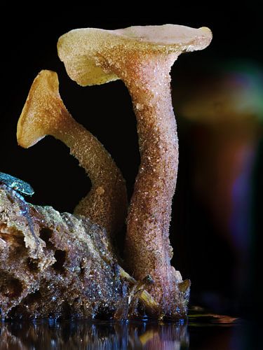 Mushrooms Guardians of the microcosm - Spring Pin by Max Steinwald