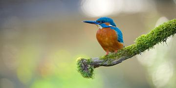 Eisvogel von Eisvogel.land - Corné van Oosterhout