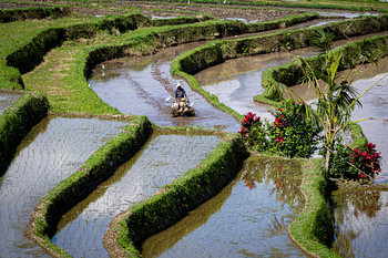 Bali-landschap 2