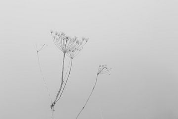 Planten in de mist van Thomas Heitz