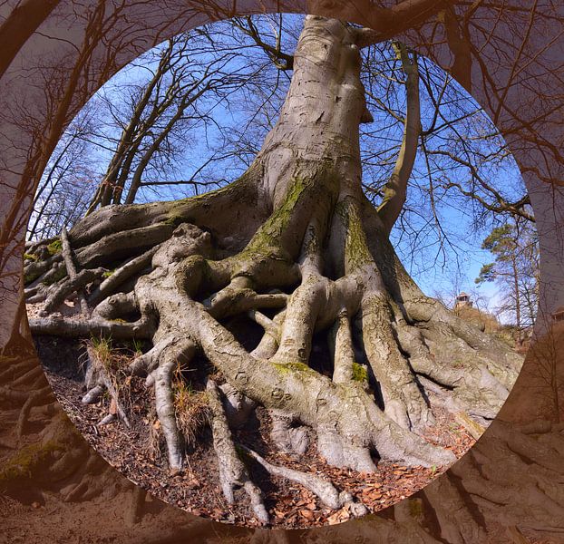 wortels von Georges Hoeberechts