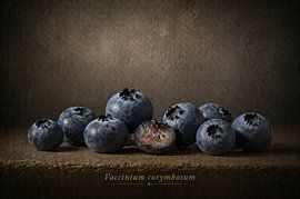 Blueberry — still life in classical light by Bert Quaedvlieg