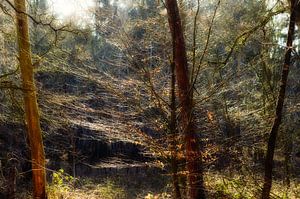 Rag fine forest