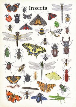 Insects van Jasper de Ruiter