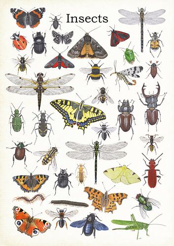 Insects