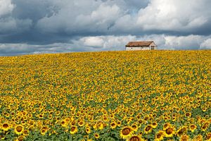 Veld met zonnebloemen van Art by Fokje