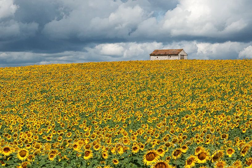 Feld mit Sonnenblumen von Art by Fokje