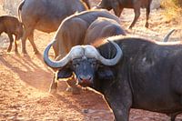 Buffel