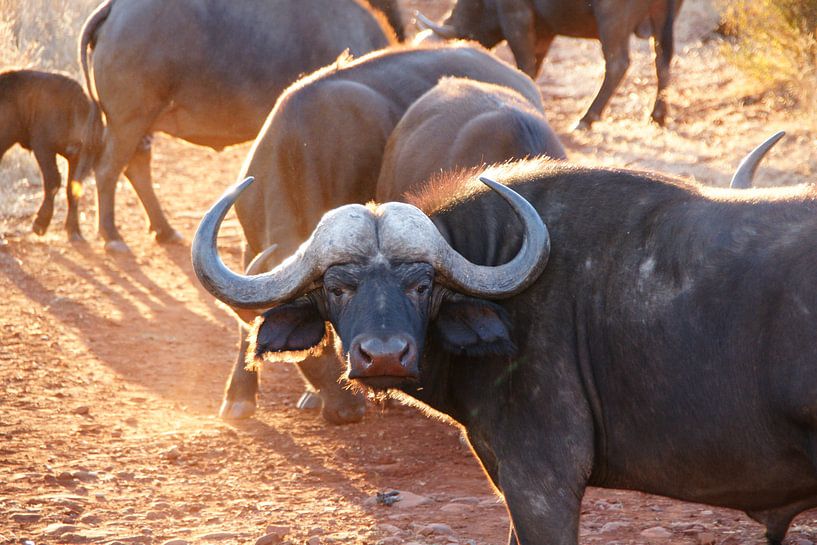 Buffel van Chris Gottenbos