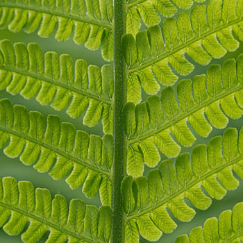 Ferns