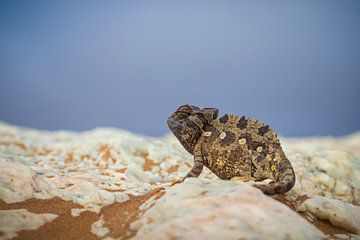 Desert chameleon by Antwan Janssen