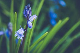 Nahaufnahme einer Boshyazinthe von ElkeS Fotografie