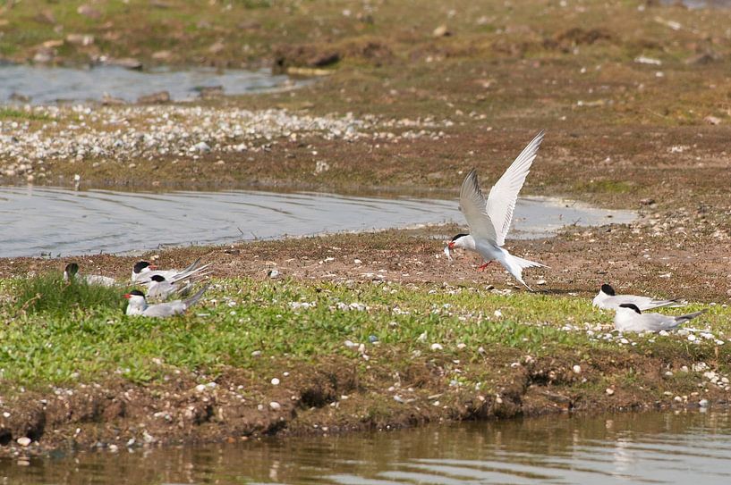 Nesting Tern colony by Brian Morgan