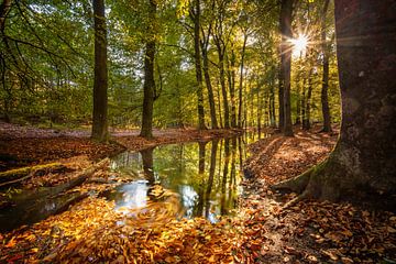 Ruisseau coulant dans une forêt d'automne sur Fotografiecor .nl