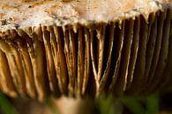 Mushroom #011 by 2BHAPPY4EVER photography & art thumbnail