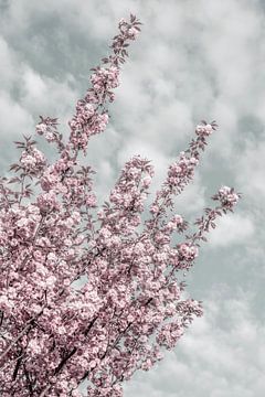 Kirschblüten mit Blick zum Himmel von Melanie Viola