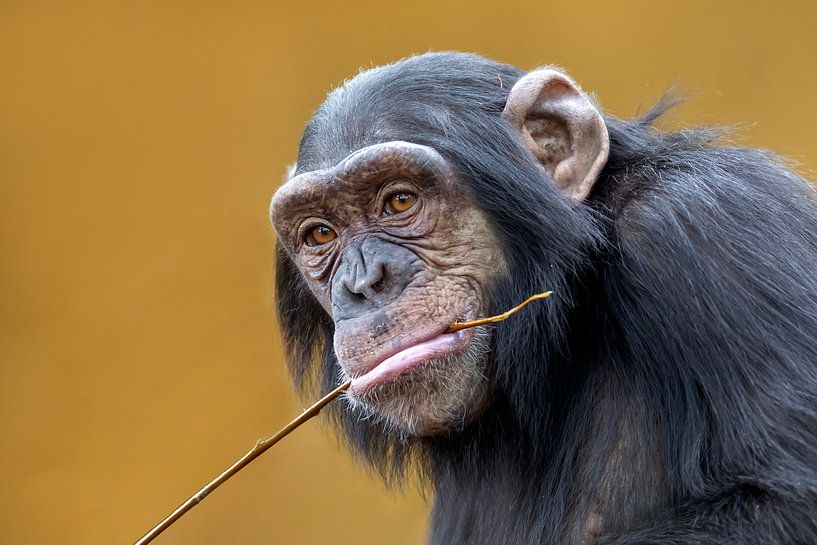 Chimpanzé (Pan troglodytes) par Edwin Butter