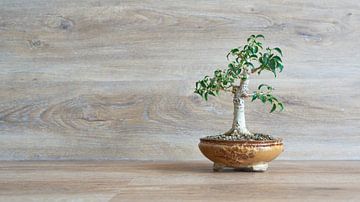 Berkenvijg, Ficus Benjamina als bonsai van Heiko Kueverling