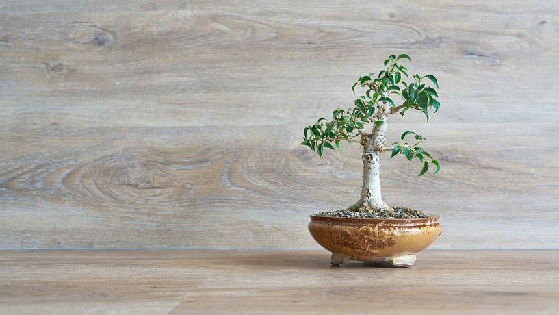 Birch fig, Ficus Benjamina as bonsai by Heiko Kueverling
