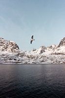 Vogel in Fjord, Noorwegen | Landschapsfotografie Lofoten | Fotoprint natuur sneeuw