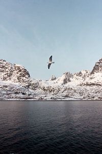 Vogel im Fjord, Norwegen | Landschaftsfotografie Lofoten | Fotoprint Natur Schnee von Dylan gaat naar buiten