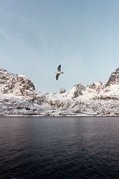 Vogel in Fjord, Noorwegen | Landschapsfotografie Lofoten | Fotoprint natuur sneeuw van Dylan gaat naar buiten