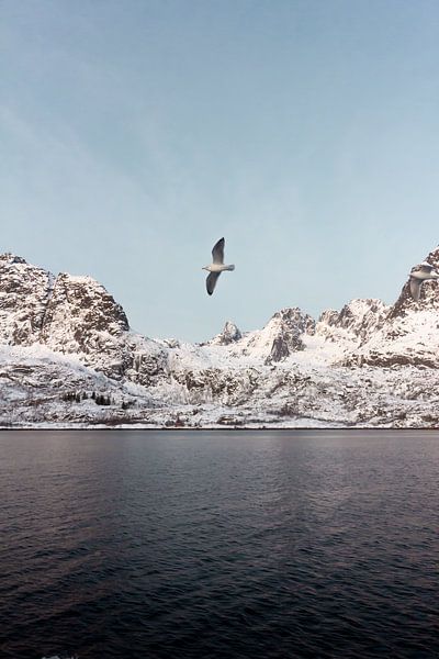 Oiseau dans un fjord, Norvège | Photographie de paysage Lofoten | Photoprint nature neige par Dylan gaat naar buiten
