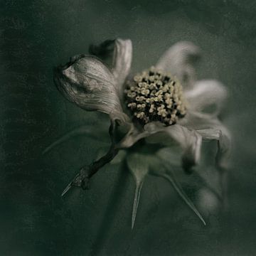 moody flower van Saskia Schotanus