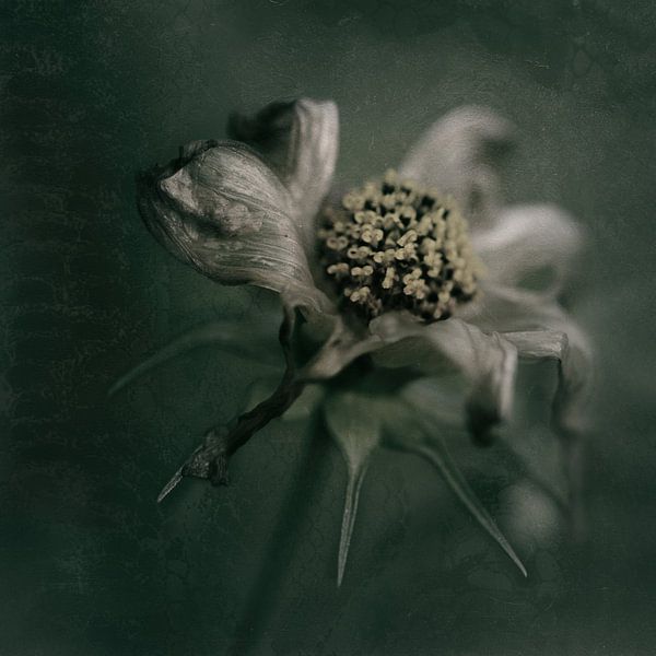 fleur d'humeur par Saskia Schotanus
