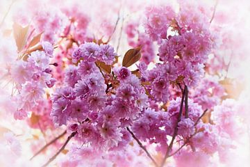 Pink cherry blossom magic by marlika art