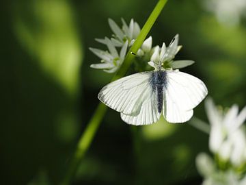 Weißer Schmetterling auf weißer Blume von Marjon Woudboer